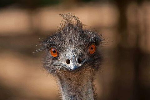 Currumbin Wildlife Sanctuary General Entry Ticket - Maitland Accommodation 0