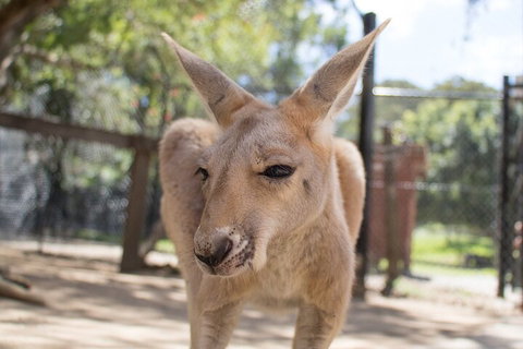 Currumbin Wildlife Sanctuary General Entry Ticket - Maitland Accommodation 2