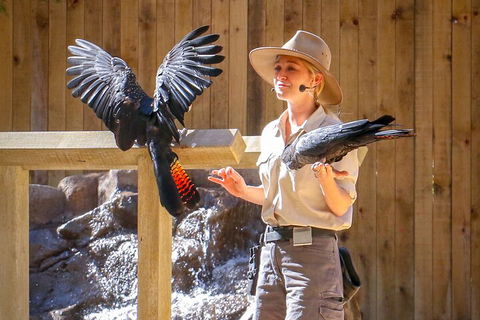 Currumbin Wildlife Sanctuary General Entry Ticket - Maitland Accommodation 4