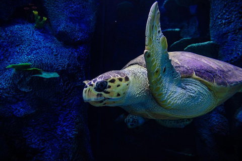 Sydney Attractions Pass: SEA LIFE Aquarium, Sydney Tower Eye, WILD LIFE Zoo And Madame Tussauds - Maitland Accommodation 1