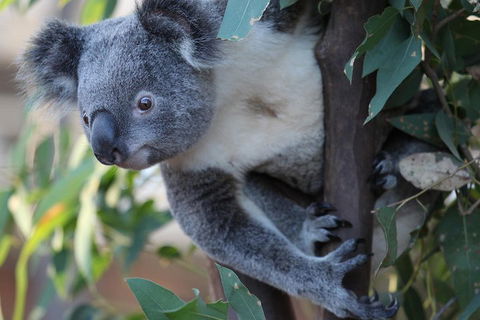 Sydney Attractions Pass: SEA LIFE Aquarium, Sydney Tower Eye, WILD LIFE Zoo And Madame Tussauds - Maitland Accommodation 2