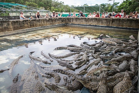 Hartley's Crocodile Adventures Day Trip From Cairns - Maitland Accommodation 0