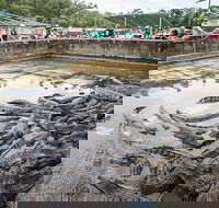 Hartley's Crocodile Adventures Day Trip from Palm Cove - Maitland Accommodation