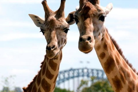 Sydney Harbour Ferry With Taronga Zoo Entry Ticket - Maitland Accommodation 1