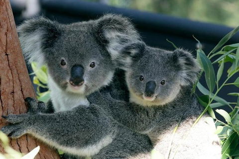Sydney Harbour Ferry With Taronga Zoo Entry Ticket - Maitland Accommodation 3