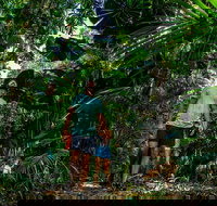 Full Day Daintree Rainforest and Mossman Gorge Tour - Maitland Accommodation