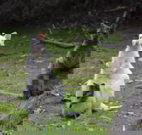 Full-Day Guided Bruny Island Tour from Hobart - Maitland Accommodation