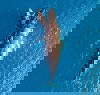 Buccaneer Explorer - Maitland Accommodation