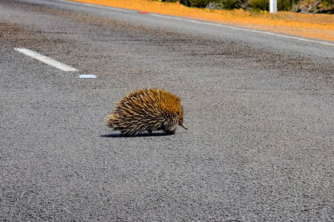 Kangaroo Island Luxury Small Group 'Flinders Chase Focus' Full Day Tour - Maitland Accommodation 3