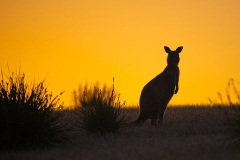 Kangaroo Island Luxury Small Group 'Flinders Chase Focus' Full Day Tour - Maitland Accommodation 5