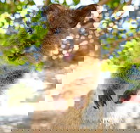 Discover Rottnest with Ferry  Bus Tour from Perth or Fremantle - Maitland Accommodation