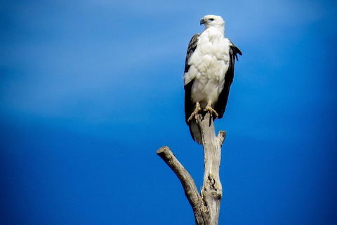 Kangaroo Island 75-Minute Ocean Safari - Maitland Accommodation 0