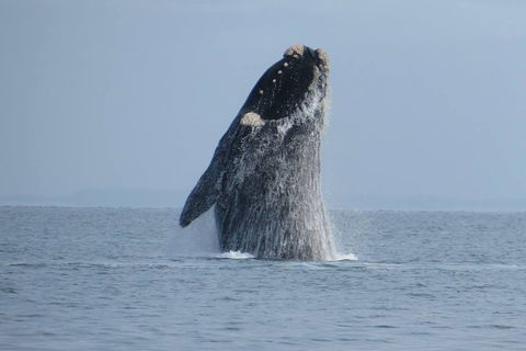 Kangaroo Island 75-Minute Ocean Safari - Maitland Accommodation 2