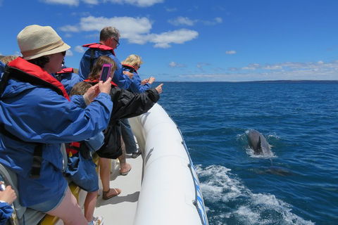 Kangaroo Island 75-Minute Ocean Safari - Maitland Accommodation 3