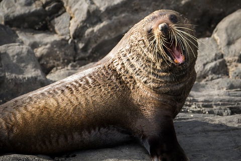 Kangaroo Island 75-Minute Ocean Safari - Maitland Accommodation 5