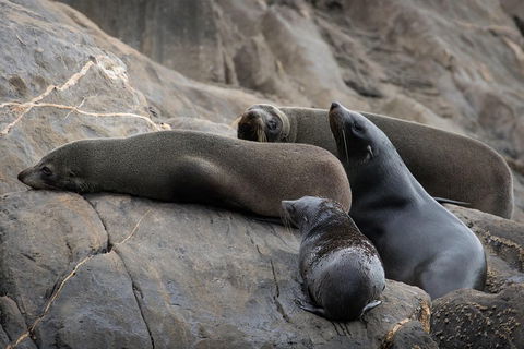 Kangaroo Island Ocean Safari - Snorkeling Safari - Maitland Accommodation 0