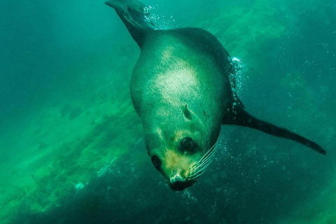 Kangaroo Island Ocean Safari - Snorkeling Safari - Maitland Accommodation 1