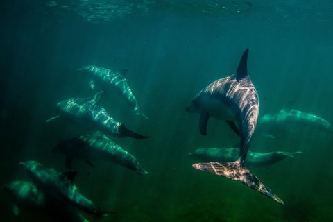 Kangaroo Island Ocean Safari - Snorkeling Safari - Maitland Accommodation 2