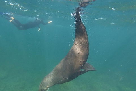 Kangaroo Island Ocean Safari - Snorkeling Safari - Maitland Accommodation 3