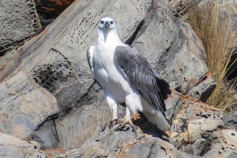 Kangaroo Island Ocean Safari - Snorkeling Safari - Maitland Accommodation 4