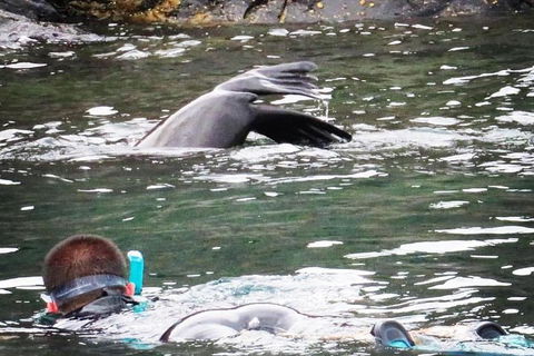 Kangaroo Island Ocean Safari - Snorkeling Safari - Maitland Accommodation 5