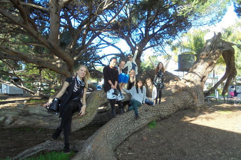 1/2 Day Swan Valley Wine Cheese & Chocolate Tour Inc Afternoon Cruise To Perth - Maitland Accommodation 0