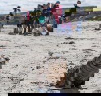 Kangaroo Island in a Day Tour from Adelaide - Maitland Accommodation