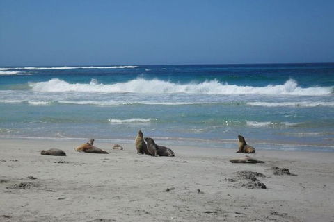Kangaroo Island In A Day Tour From Adelaide - Maitland Accommodation 1