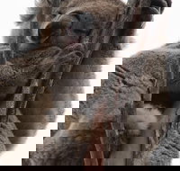 2-Day Kangaroo Island 4WD Small-Group Tour from Adelaide - Maitland Accommodation