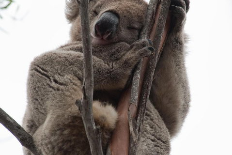 2-Day Kangaroo Island 4WD Small-Group Tour From Adelaide - Maitland Accommodation 0