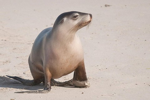 2-Day Kangaroo Island 4WD Small-Group Tour From Adelaide - Maitland Accommodation 4
