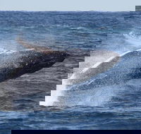 Whale Watching by Sea World Cruises - Maitland Accommodation