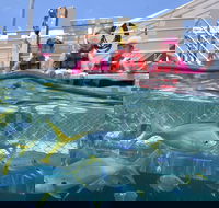 Outer Reef Pontoon Experience from Cairns - Maitland Accommodation