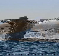 Sydney Whale-Watching Cruise Including Lunch or Breakfast - Maitland Accommodation