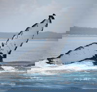 Hervey Bay Whale Watching Cruise - Maitland Accommodation