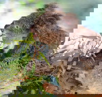 Blue Mountains Private Tour with Kangaroos  Koala Encounter - Maitland Accommodation