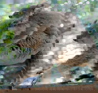 Lone Pine Koala Sanctuary Admission with Brisbane River Cruise - Maitland Accommodation