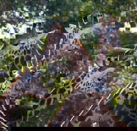 Werribee Open Range Zoo General Admission Ticket - Maitland Accommodation