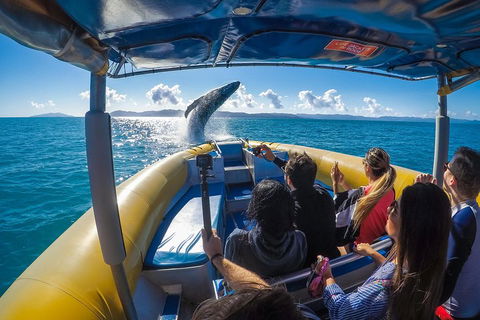 Ocean Rafting Tour To Whitehaven Beach, Hill Inlet Lookout & Top Snorkel Spots - Maitland Accommodation 4