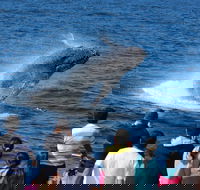 Tangalooma Island Resort Whale Watching Day Cruise - Maitland Accommodation