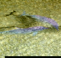 Tangalooma Island Resort Whale Watching Day Cruise with Dolphin Viewing - Maitland Accommodation