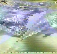 Tangalooma Island Resort Whale Watching Day Cruise with Dolphin Feeding - Maitland Accommodation