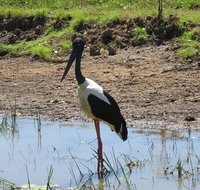 Darwin to Kakadu Day Trip by Air Including Yellow Water Cruise - Maitland Accommodation