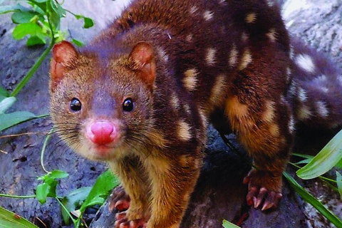 Hartley's Crocodile Adventures General Entry Ticket - Maitland Accommodation 4