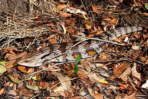 Hartley's Crocodile Adventures General Entry Ticket - Maitland Accommodation 5