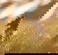 Sunset Blue Mountains Wilderness  Wildlife Tour without the crowds - Maitland Accommodation