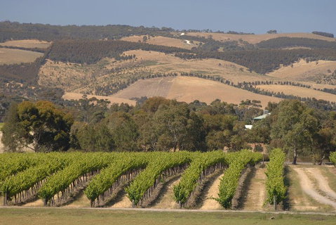 McLaren Vale And Glenelg Wine Tasting And Sightseeing (Half-day Afternoon) - Maitland Accommodation 2