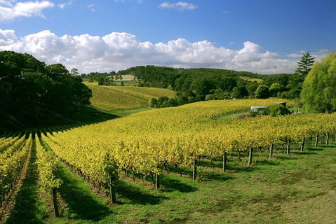 McLaren Vale And Glenelg Wine Tasting And Sightseeing (Half-day Afternoon) - Maitland Accommodation 4