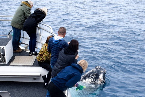 Phillip Island Whale Watching Tour - Maitland Accommodation 1