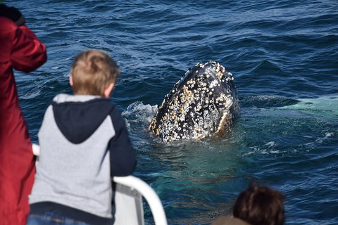 Phillip Island Whale Watching Tour - Maitland Accommodation 2